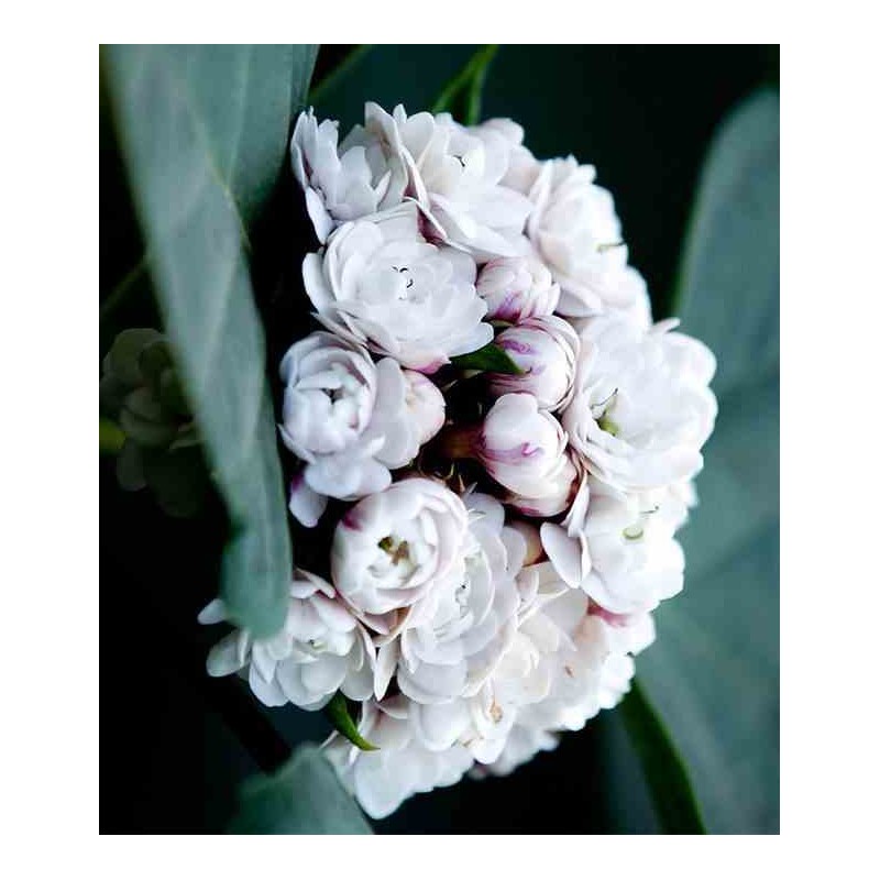 Clerodendrum fragrans (syn. C. philippinum)