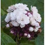 Clerodendrum fragrans (syn. C. philippinum)