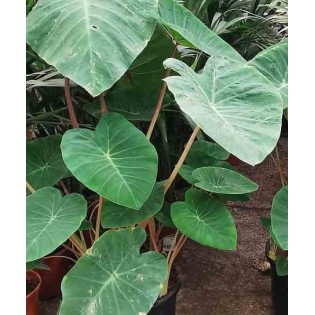 Colocasia esculenta var. Chine rose