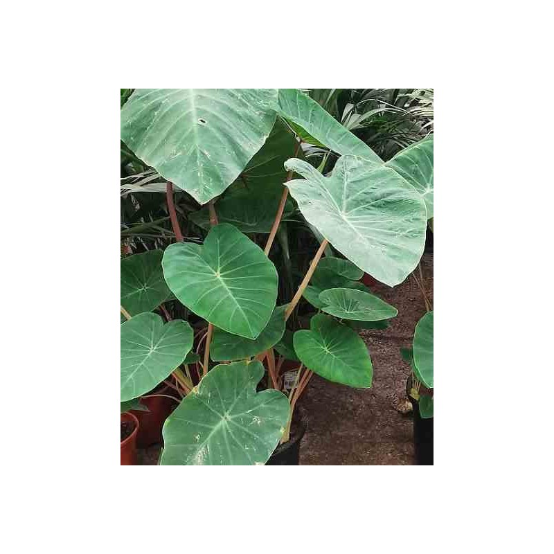 Colocasia esculenta var. Chine rose