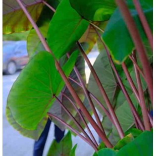 Colocasia esculenta var. Pink China