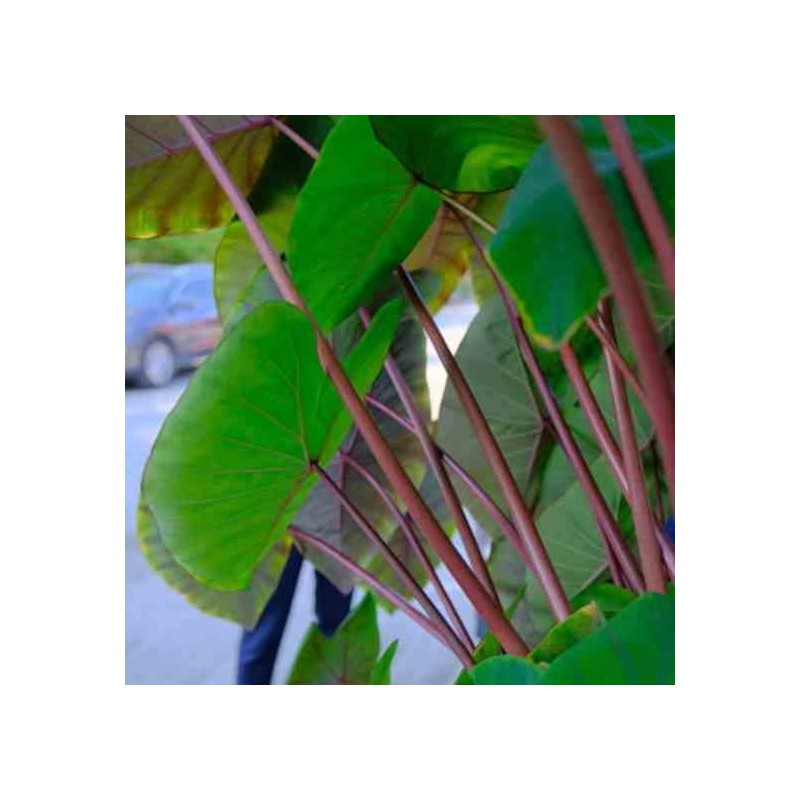 Colocasia esculenta var. Pink China