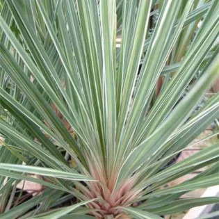 Cordyline australis Pink champagne