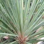 Cordyline australis Pink champagne