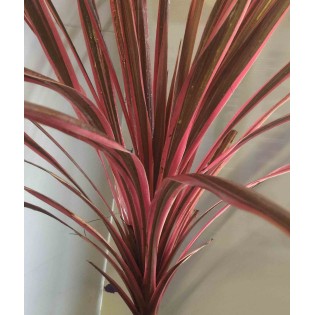 Cordyline australis southern splendor