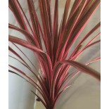 Cordyline australis southern splendor