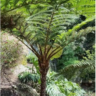 Cyathea cooperi (fougères arborescentes)