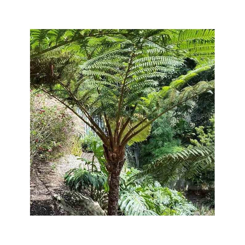 Cyathea cooperi (fougères arborescentes)