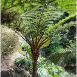 Cyathea cooperi (fougères arborescentes)