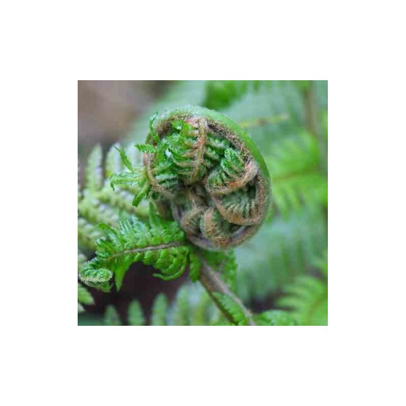 Dicksonia antartica (fougères arborescentes)