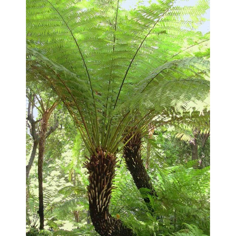 Dicksonia antartica (fougères arborescentes)