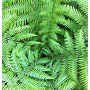 Dicksonia antartica (fougères arborescentes)