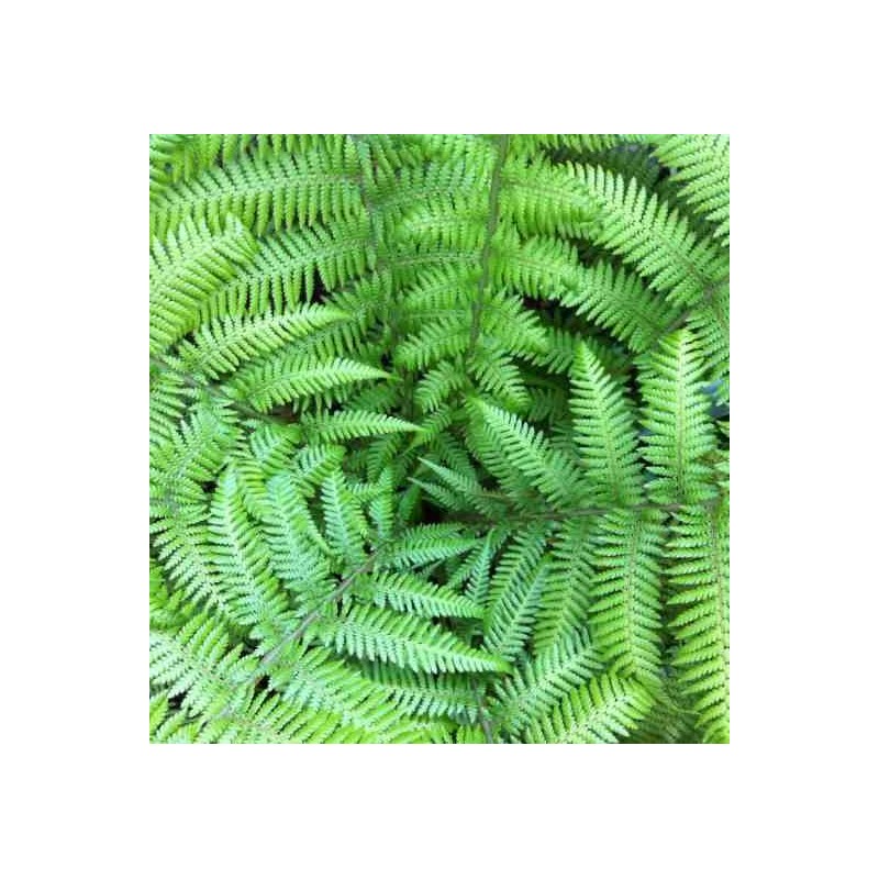 Dicksonia antartica (fougères arborescentes)