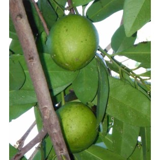 Diospyros digyna (black sapote)