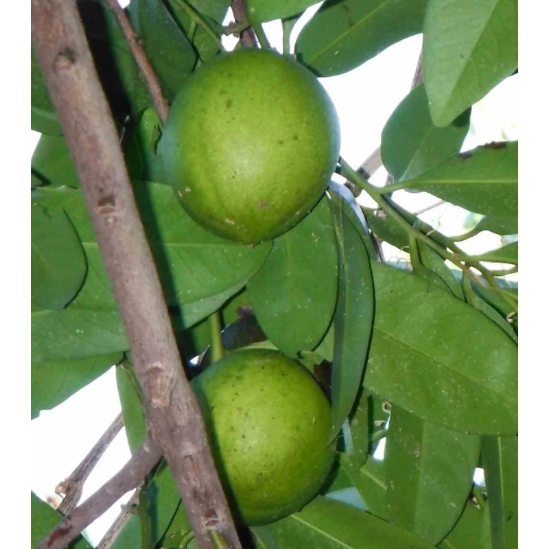 Diospyros digyna (black sapote)