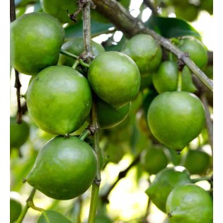 Diospyros digyna (sapote noire)