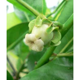 Diospyros digyna (black sapote)