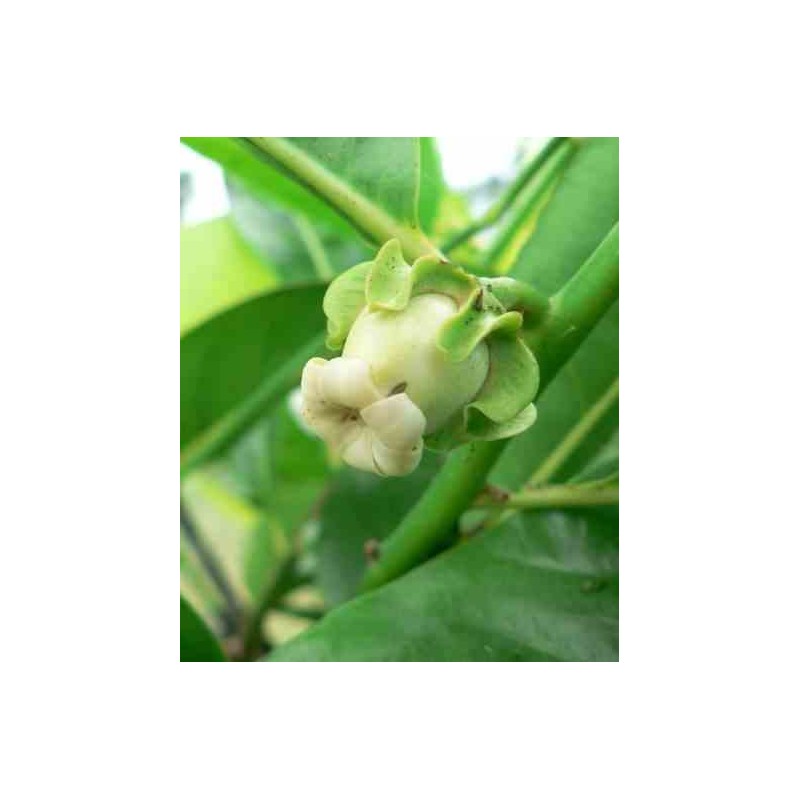 Diospyros digyna (sapote noire)