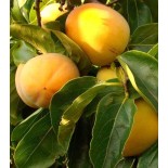 Diospyros kaki var.Rojo brillante (Plaqueminier)