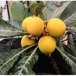 Eriobotrya japonica (Néflier du japon, bibacier)