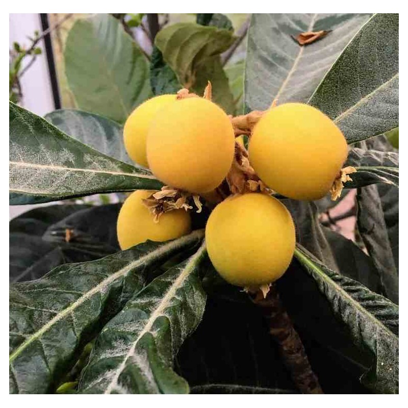 Eriobotrya japonica (Néflier du japon, bibacier)