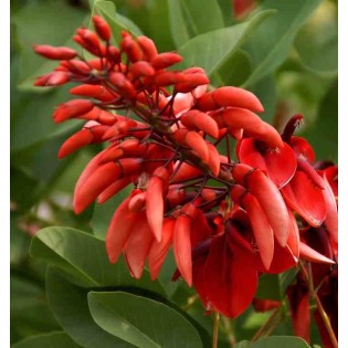 Erythrina crista-galli (Erythrine Crête-de-coq)