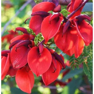 Erythrina crista-galli (Erythrine Crête-de-coq)
