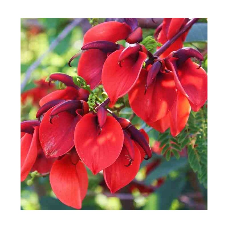 Erythrina crista-galli (Erythrine Crête-de-coq)