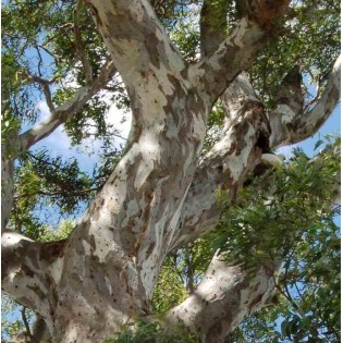eucalyptus camaldulensis (Gommier des rivières ou Gommier rouge)