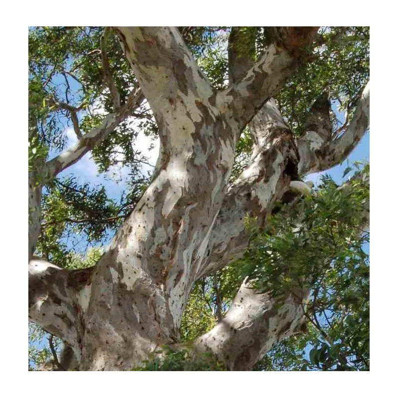 eucalyptus camaldulensis (Gommier des rivières ou Gommier rouge)