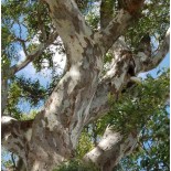 eucalyptus camaldulensis (Gommier des rivières ou Gommier rouge)