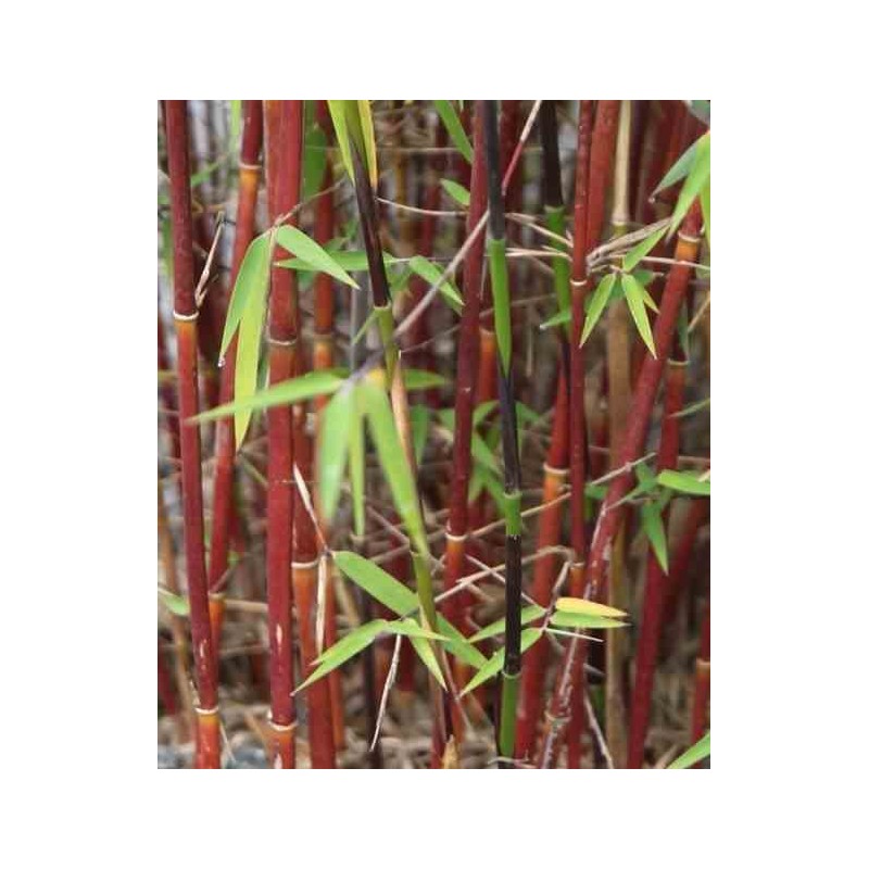 Fargesia "Jiuzhaigou 1"