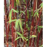 Fargesia "Jiuzhaigou 1"