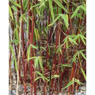 Fargesia scabrida "Merveille asiatique"