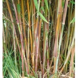 Fargesia joie d'hiver