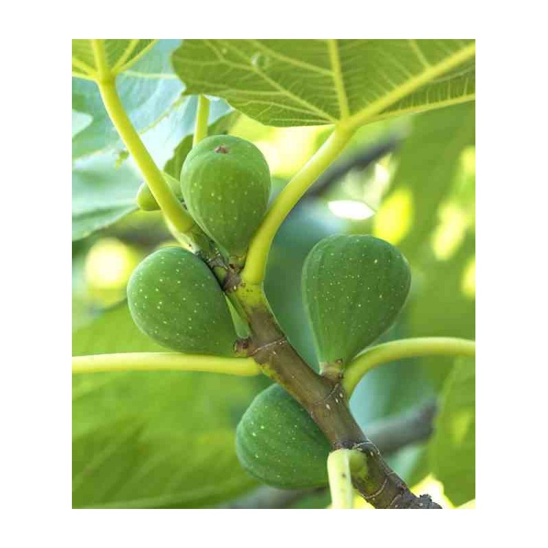 Ficus carica (figuier)