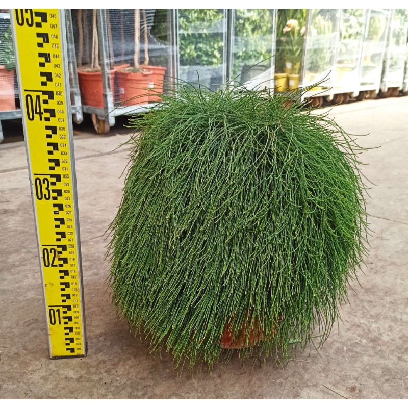 Casuarina glauca (Filao glauque)