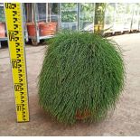 Casuarina glauca (Filao glauque)