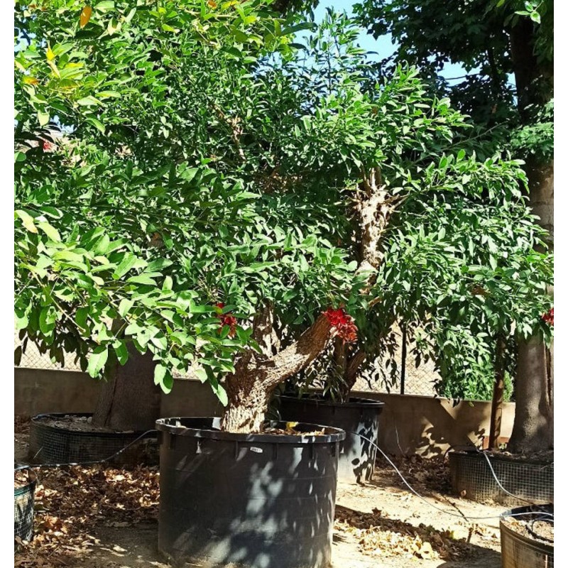 Erythrina crista-galli