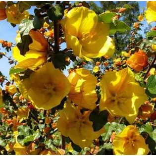 Fremontodendron californicum