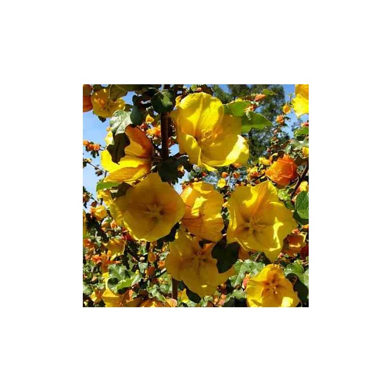 Fremontodendron californicum