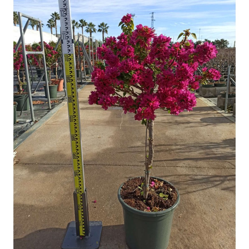 Bougainvillier Bougainvillier 'Mini Thai' (bougainvillier nain)