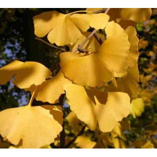 Ginkgo biloba (Arbre aux quarante écus)