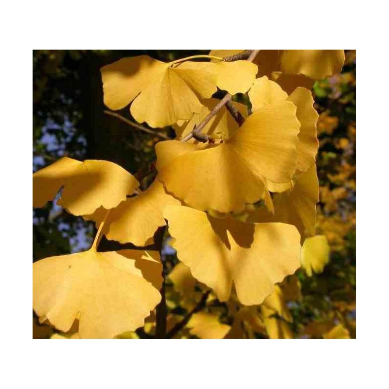 Ginkgo biloba (Arbre aux quarante écus)