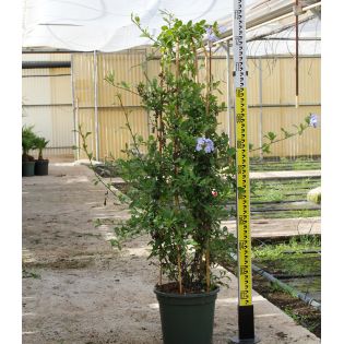 Pandorea jasminoides (Bignone faux jasmin)