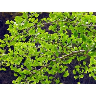 Ginkgo biloba (Arbre aux quarante écus )
