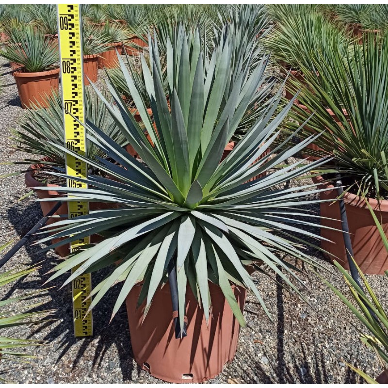 Agave dasylirioides