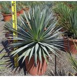 Agave dasylirioides