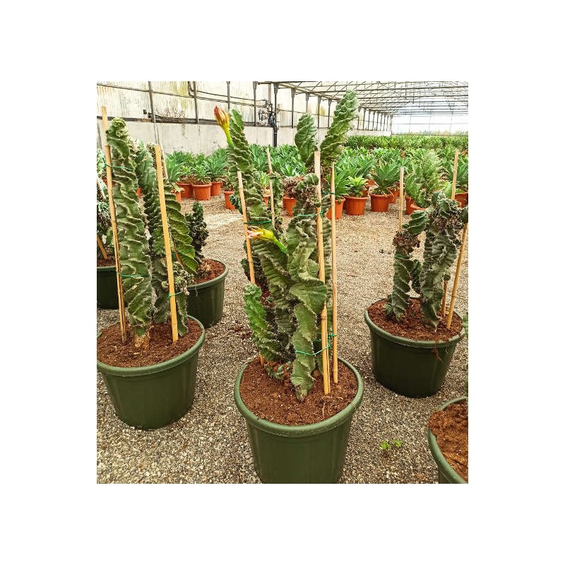 Pachycereus pringlei