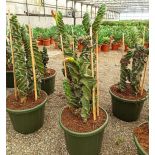 Pachycereus pringlei